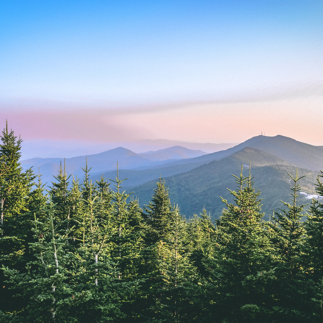 Asheville- 8oz Wood Wick Candle